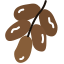 Dates Fruit
